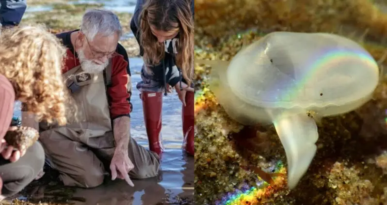 This Translucent Clam Was Thought To Have Gone Extinct 30,000 Years Ago — Researchers Just Found One Alive In California