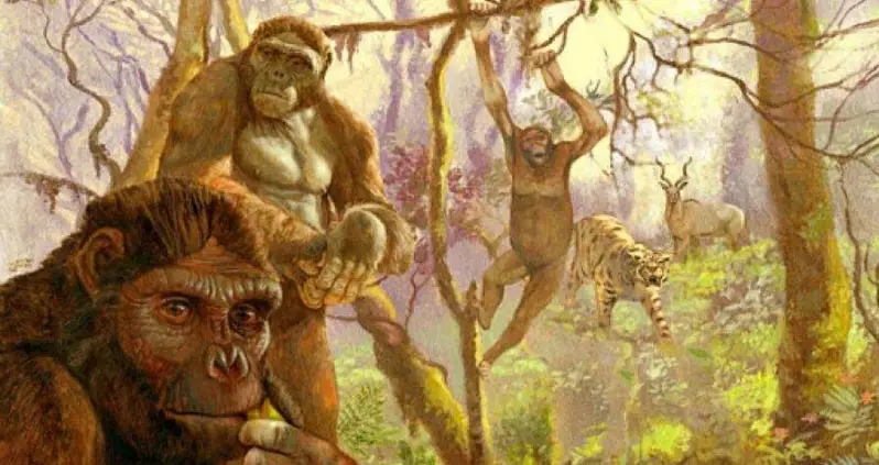 Study Suggests Early Humans May Have Developed The Ability To Walk On Two Legs While Still Swinging Through The Trees