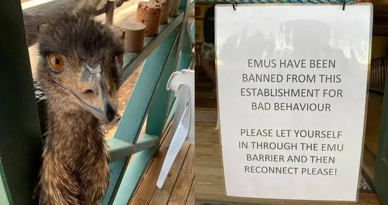 A Pair Of Banned Emus Have Just Returned To An Australian Pub — With Babies