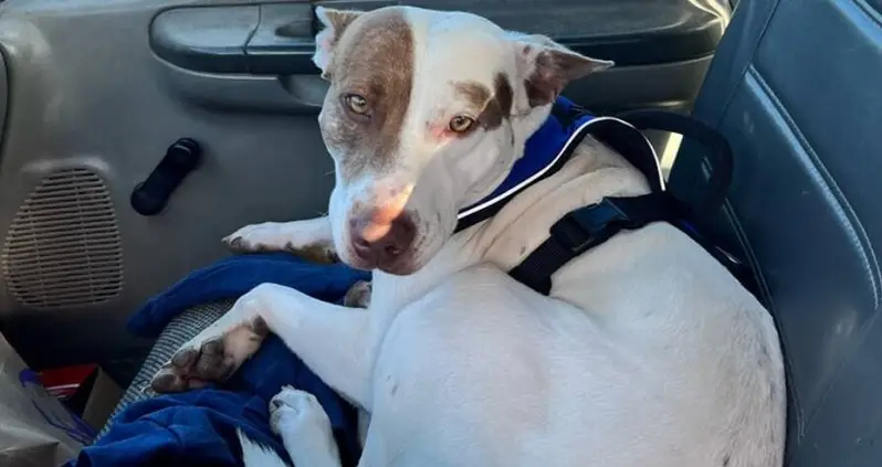 A Dog In Texas Was Just Apprehended For ‘Reckless Driving’ In A Walmart Parking Lot