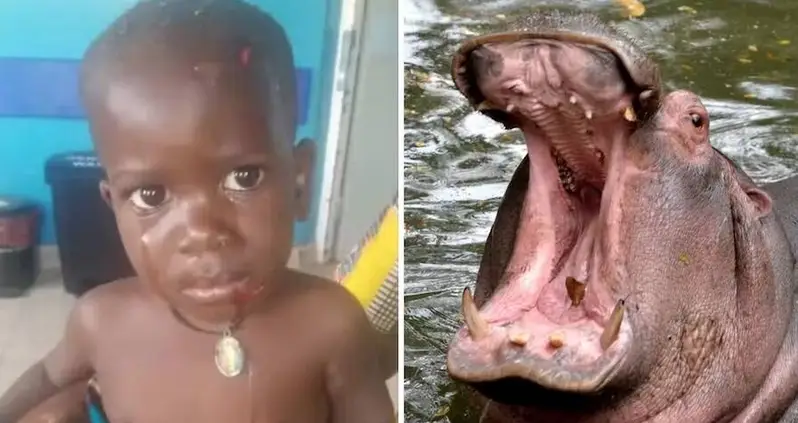 A Ugandan Toddler Was Just Rescued After A Hippo Swallowed ‘Half Of His Body’