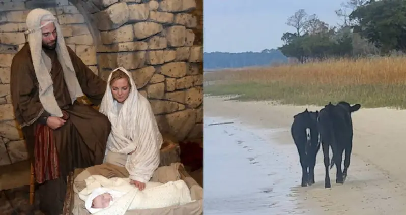 Two Calves Just Ran Away From A Live Nativity Scene In North Carolina, Leading Police On A 16-Hour Search