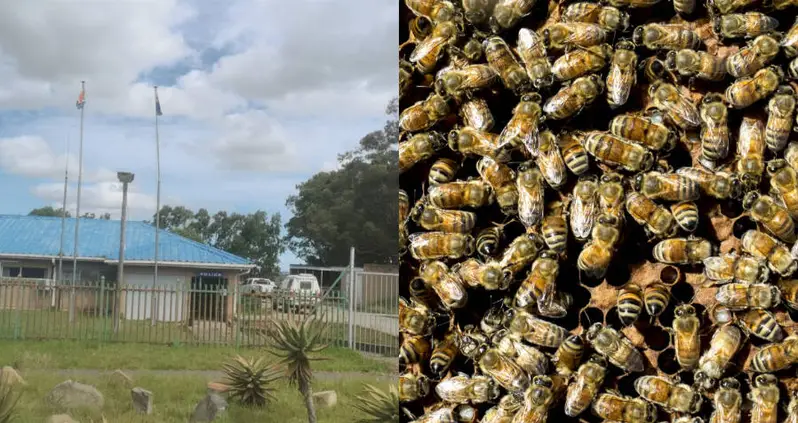 South African Man Killed While Talking To A Swarm Of Bees He Thought Were His Ancestors