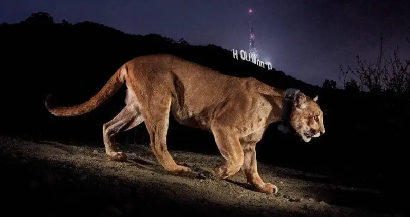 Los Angeles’ Celebrity Mountain Lion P-22 Euthanized After Being Hit By A Car