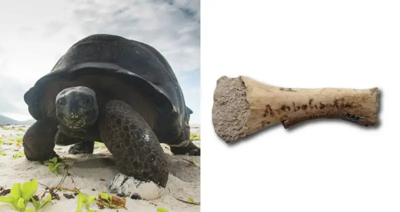 Scientists Just Identified A New Species Of Giant Tortoise That Went Extinct 600 Years Ago