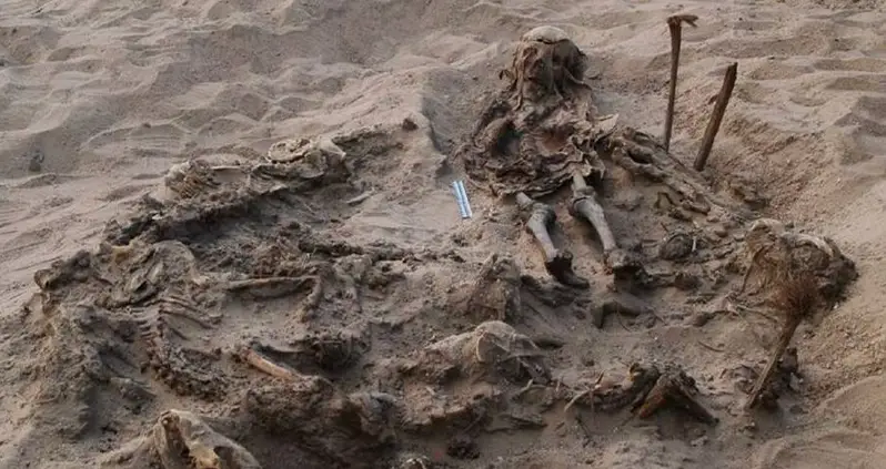 Archaeologists In Egypt Just Discovered The Ancient Remains Of A Young Child Buried With Scores Of Dead Dogs
