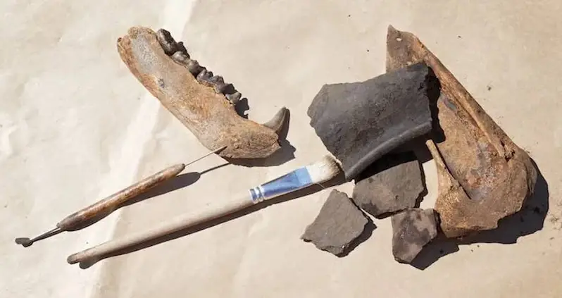 Bones Of Indigenous Dogs Eaten By Colonists Discovered At Jamestown