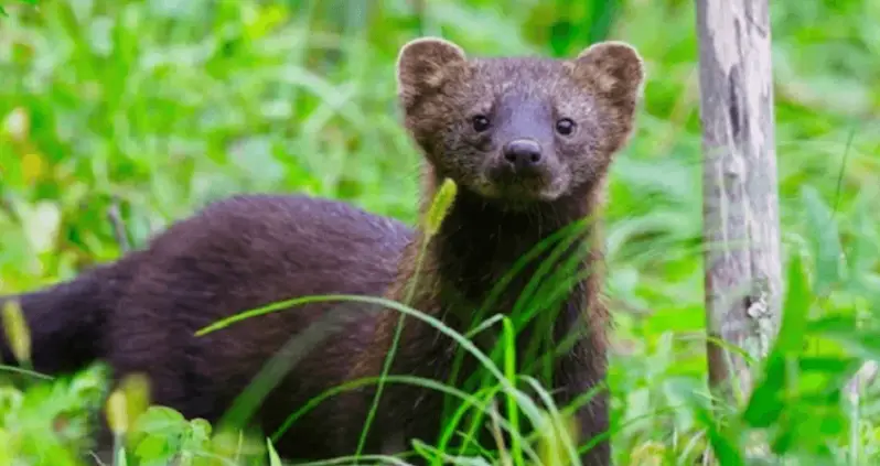 How The Fisher Cat Became One Of North America’s Most Misunderstood Creatures