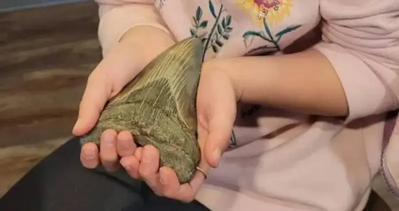 Nine-Year-Old Girl Discovers 15-Million-Year-Old Megalodon Tooth On Christmas Day