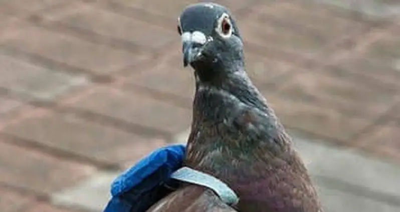 Canadian Prison Guards Just Caught A Pigeon With A Backpack Full Of Crystal Meth