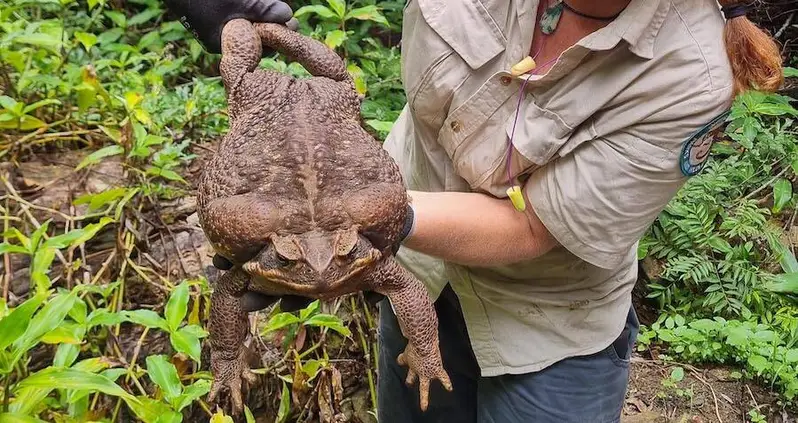 Weighing Almost Six Pounds, Australian ‘Toadzilla’ Breaks Records For Largest Toad