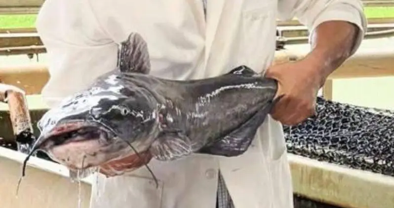 Scientists In Alabama Just Genetically Modified Catfish Using Alligator DNA