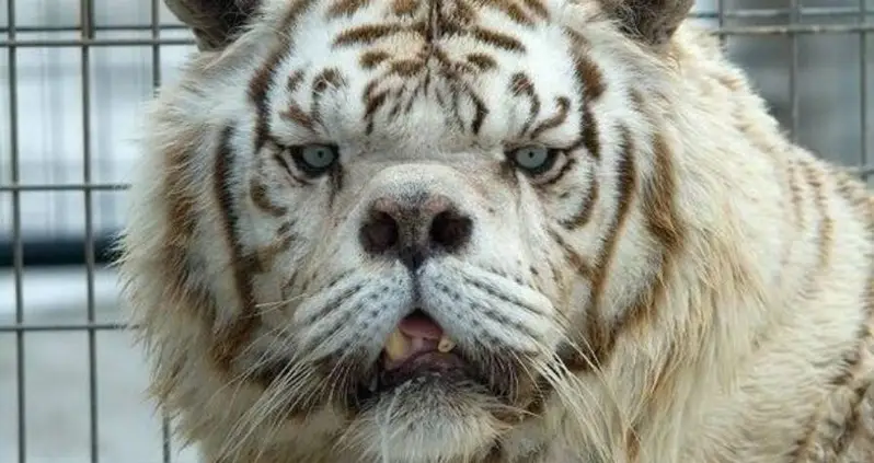 The Tragic Reality Behind Kenny, The Tiger With ‘Down Syndrome’