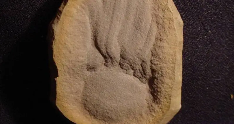 Scientists Thought This 300 Million-Year-Old ‘Blob’ Fossil Was A Jellyfish — Turns Out, They’d Just Been Looking At It Upside Down