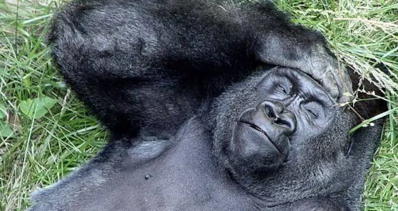New Study Finds That Great Apes May Purposely Get ‘Tipsy’ By Spinning Until They’re Dizzy