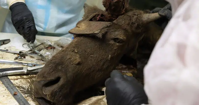 This Prehistoric Bison Found Frozen In Siberia Is So Well-Preserved That Scientists Think They Can Clone It