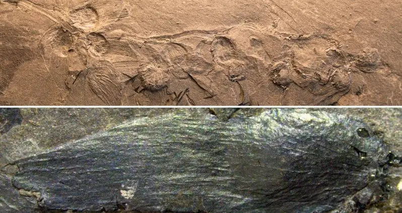 Chinese Paleontologists Just Identified The Fossil Of A 170-Million-Year-Old Flower