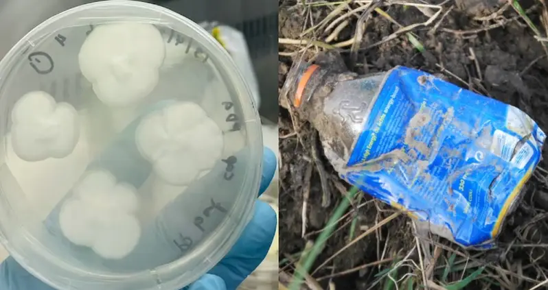 Scientists Uncover Backyard Fungi That Can Break Down The Toughest Plastic In 140 Days