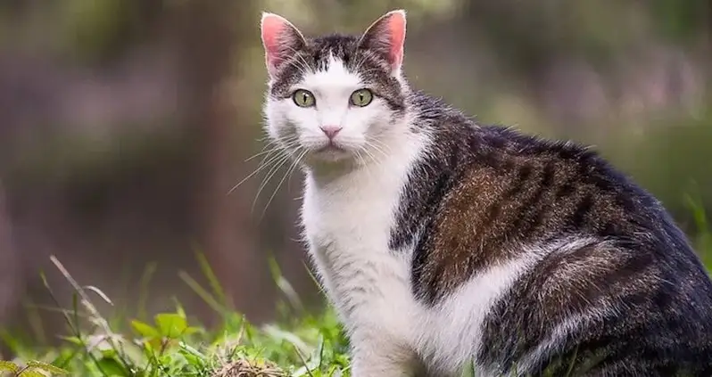 A Children’s Cat-Killing Contest Was Just Canceled In New Zealand After Public Outcry
