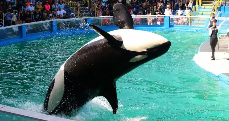 Lolita, The Second-Oldest Orca In Captivity, Is Being Released After 50 Years