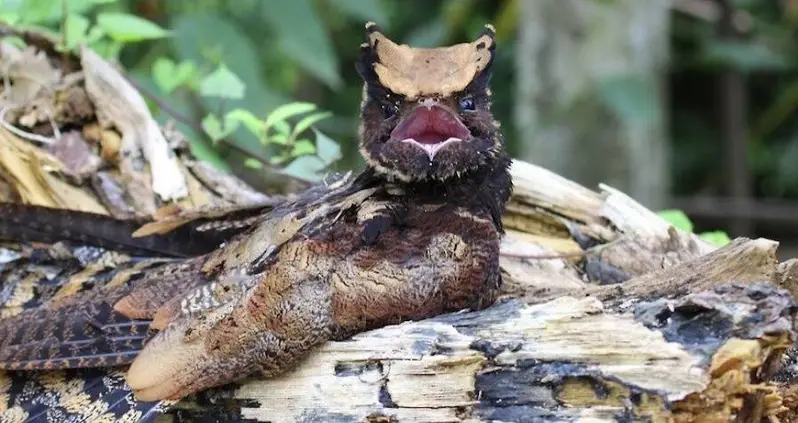 Meet The Great Eared Nightjar, The Dragon-Like Bird Straight Out Of A Fantasy Film