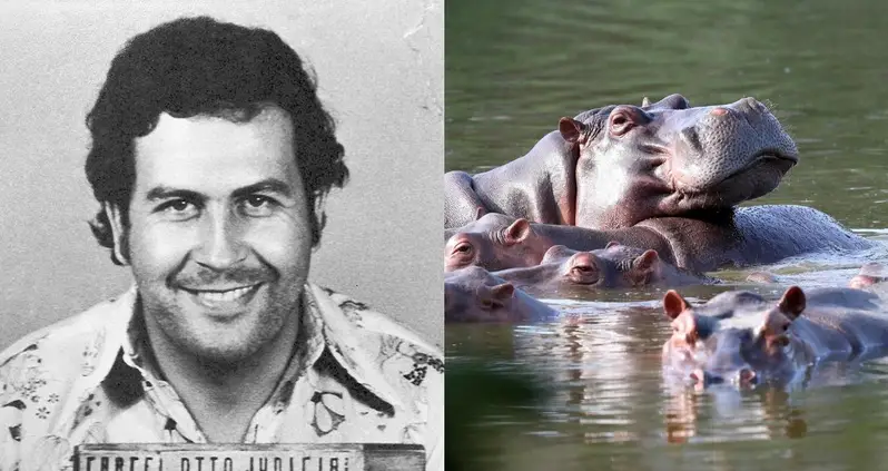 How Pablo Escobar’s ‘Cocaine Hippos’ Are Wreaking Havoc In Colombia To This Day