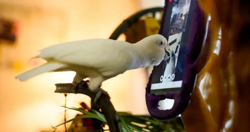 Parrots Trained To Make Video Calls With Their Feathered Friends Are Less Lonely, Study Finds