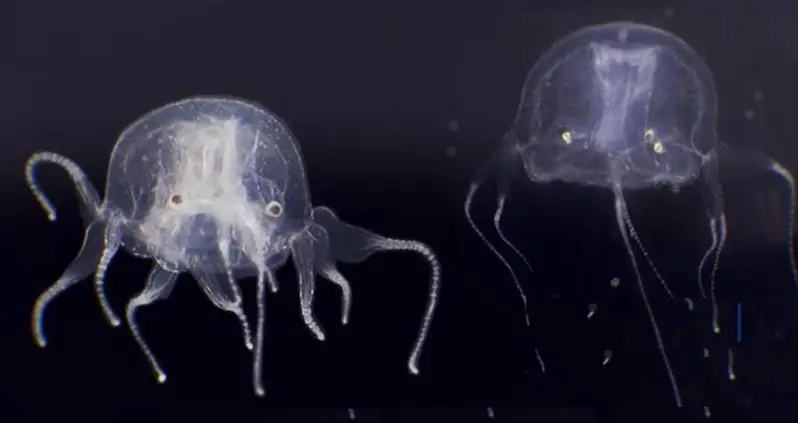 This Newly Discovered Jellyfish Has 24 Eyes And Is Related To The World’s Most Venomous Creature