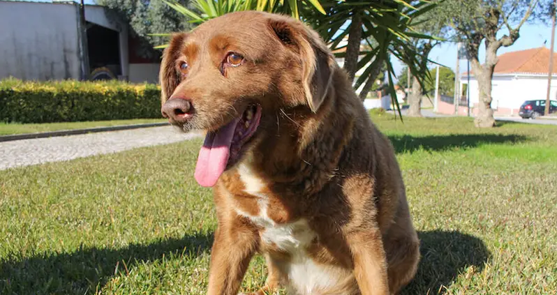 Bobi, The World’s Oldest Living Dog, Celebrates Record-Breaking 31st Birthday