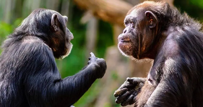 Scientists Discover That Chimpanzees Have A Primitive Language By Pranking Them With Fake Snakes