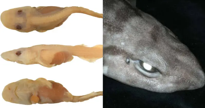 A New Species Of Deep-Sea Demon Shark With Bright White Eyes Was Just Discovered In Australia