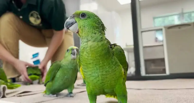 A Man Was Caught Trying To Smuggle Parrot Eggs When They Hatched In The Airport