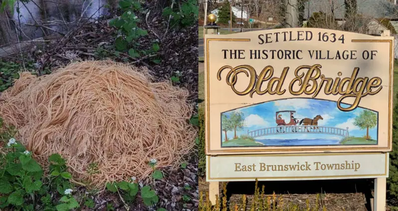 Concerned Citizen Stumbles Across 500 Pounds Of Cooked Pasta In New Jersey Woods