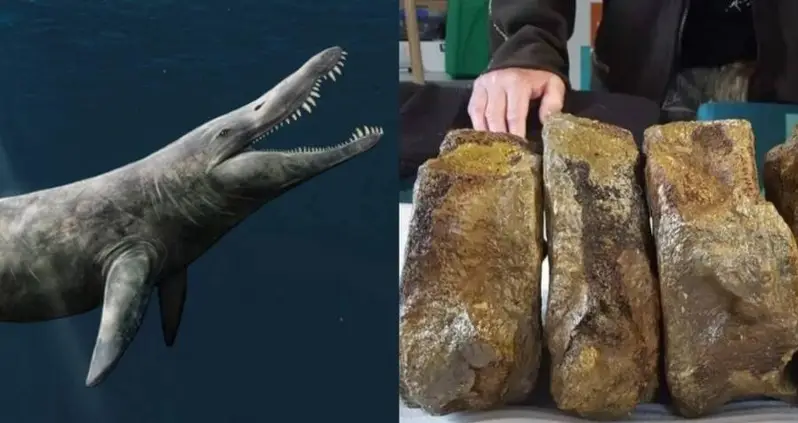 ‘Ginormous’ Bones Found By Chance In Museum Archives Turn Out To Belong To A Jurassic Sea Monster