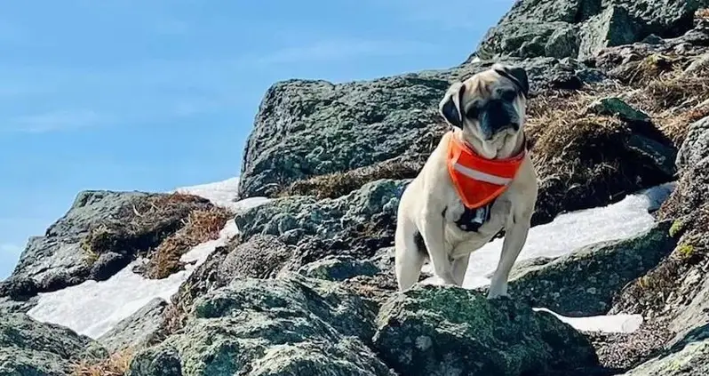 Pug Deemed ‘Too Hyper’ Hikes All 48 Of The 4,000+ Foot Mountains In New Hampshire