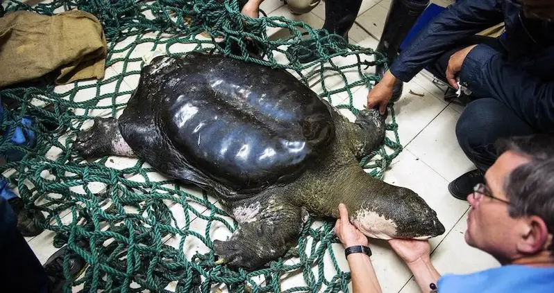 Earth’s Largest Freshwater Turtle Species On The Brink Of Extinction After The Last Known Female Turns Up Dead