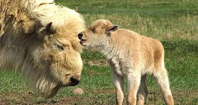 A Rare White Bison Calf Was Just Born At A Wyoming State Park