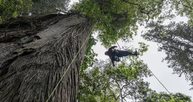 The Tallest Tree In Asia Was Just Found In The World’s Deepest Canyon