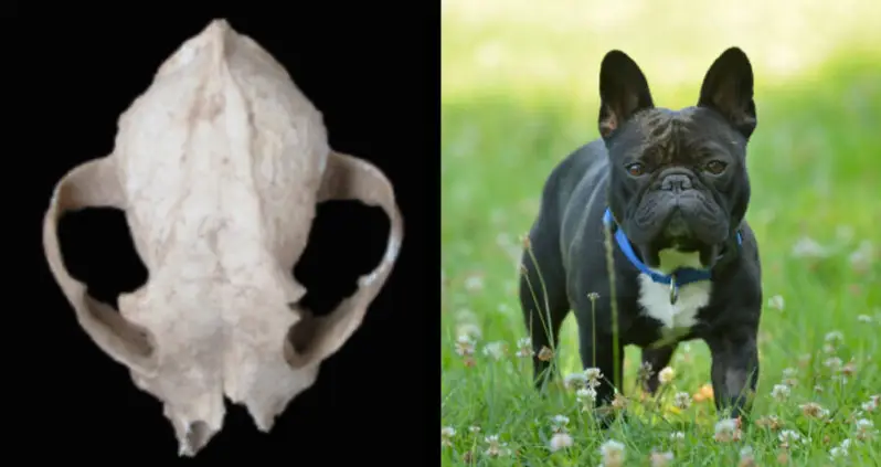New Research Finds Romans Once Bred Lapdogs That Looked Like Modern French Bulldogs
