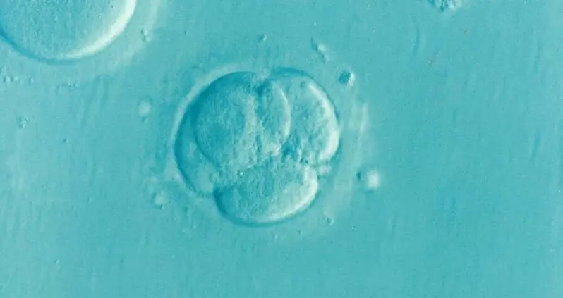 Scientists Just Created Synthetic Human Embryos To Improve Embryonic Research