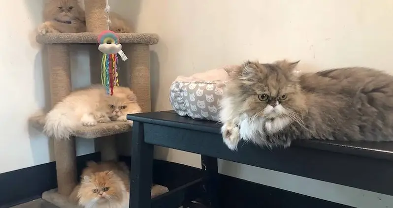 Florida Woman Leaves Multi-Million Dollar Inheritance To Her Seven Persian Cats