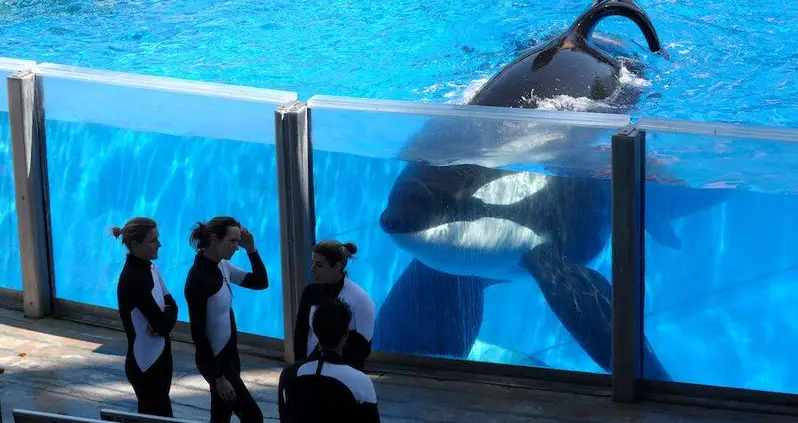 The Tragic Life Of Tilikum, SeaWorld’s Infamous Killer Orca