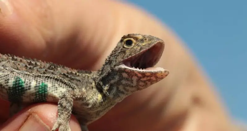 Scientists Just Found The Victorian Earless Dragon In The Australian Wilderness For The First Time Since 1969