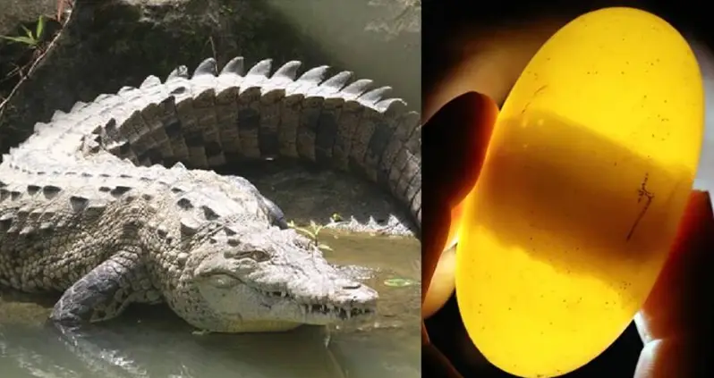 Researchers Discover A Virgin Birth By A Crocodile For The First Time