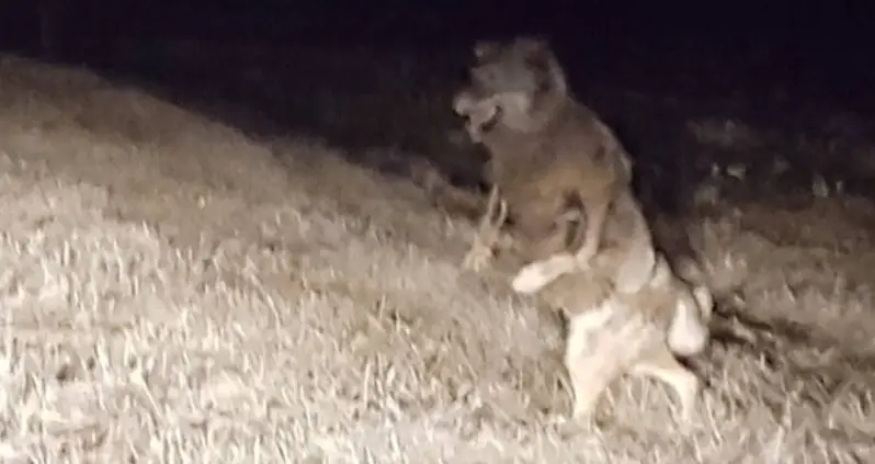 The Legend Of The Beast Of Bray Road, The Wolf-Like Creature Said To Prowl The Wisconsin Countryside