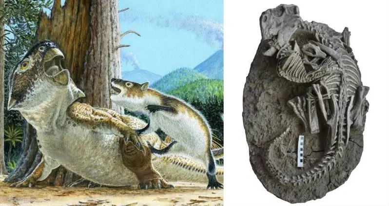 Incredible Fossil Discovered In China Shows A Dinosaur And A Mammal Locked In A Fight To The Death