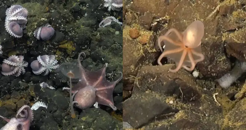 A New Octopus Species May Have Been Discovered In Rare Octopus Nursery Off Of Costa Rica