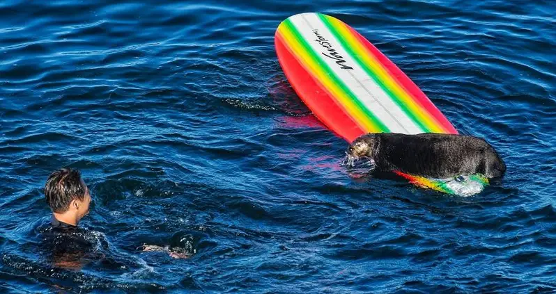 A Sea Otter Has Been Terrorizing Surfers Off The California Coast And Stealing Their Boards