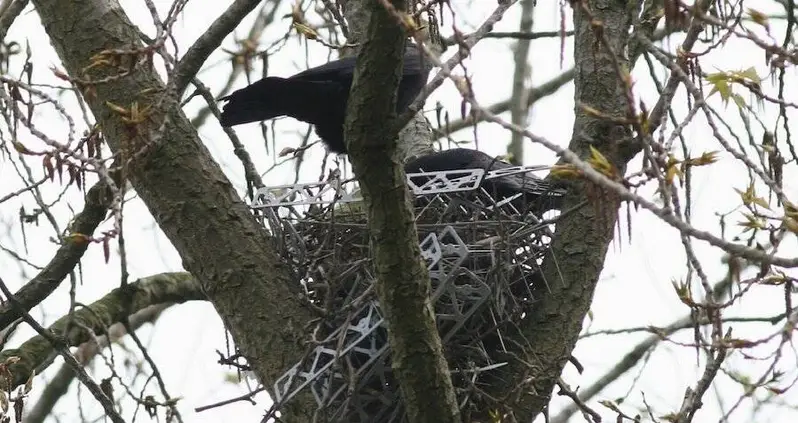 Researchers In Europe Discover That Birds Have Been Using Anti-Bird Spikes To Make Nests