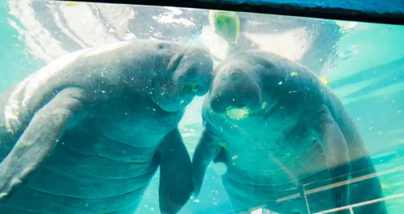 Beloved Florida Manatee Named Hugh Died From ‘High-Intensity Sexual Behavior’ With His Brother